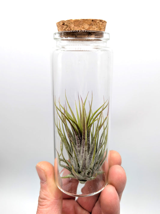 Tillandsia ionantha "Red" Glass Tube