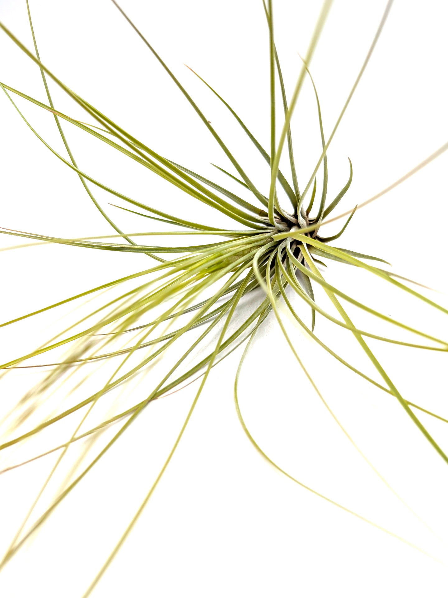 Tillandsia juncea