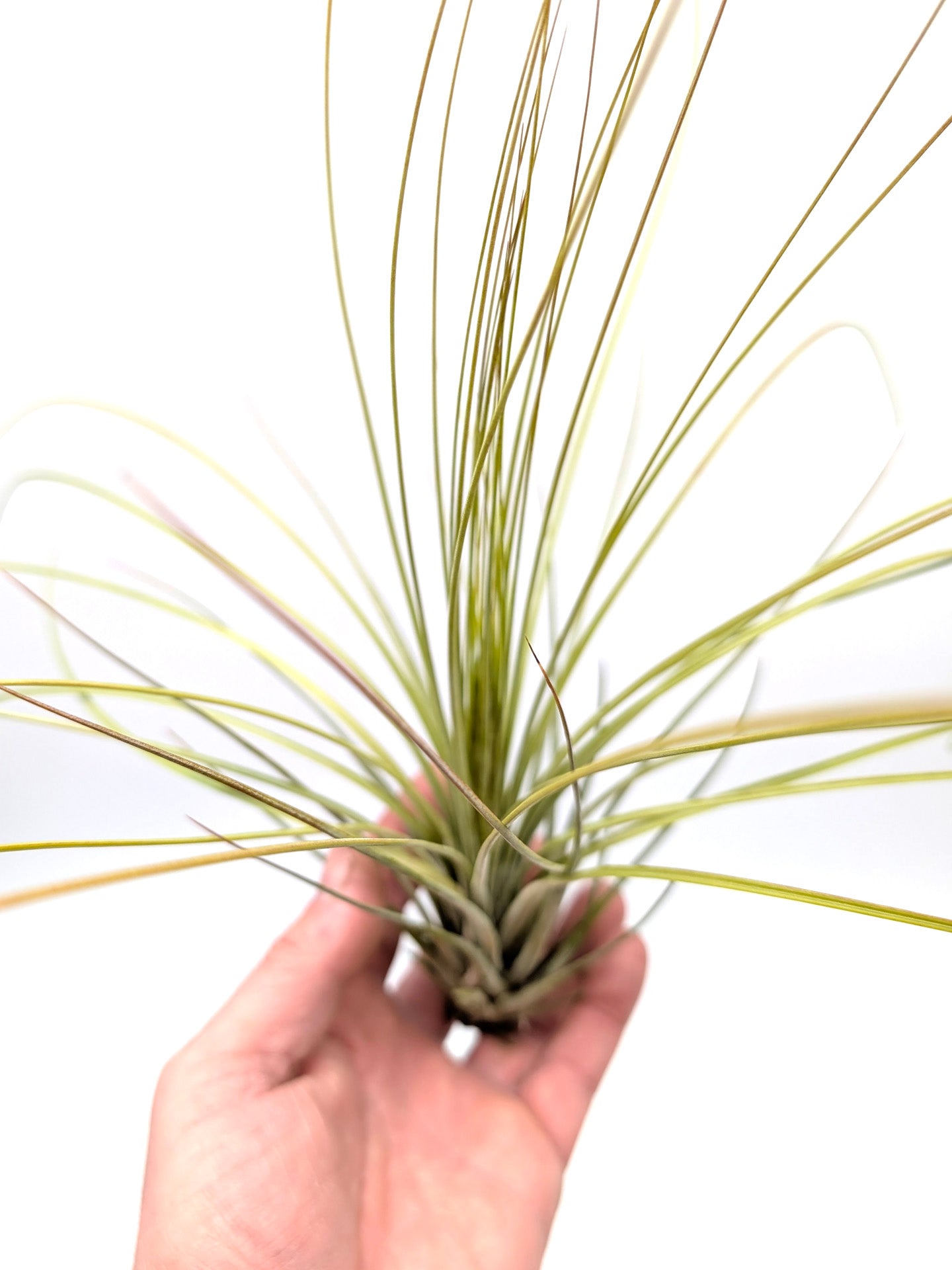 Tillandsia juncea