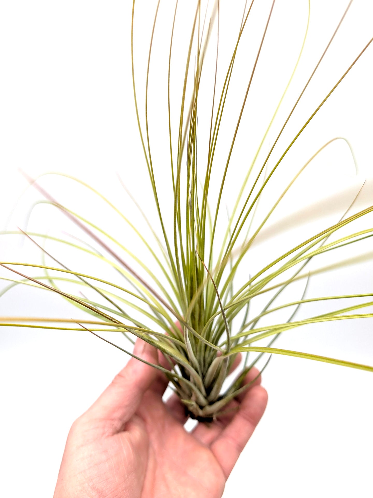 Tillandsia juncea