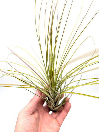 Tillandsia juncea