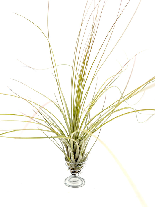 Tillandsia juncea
