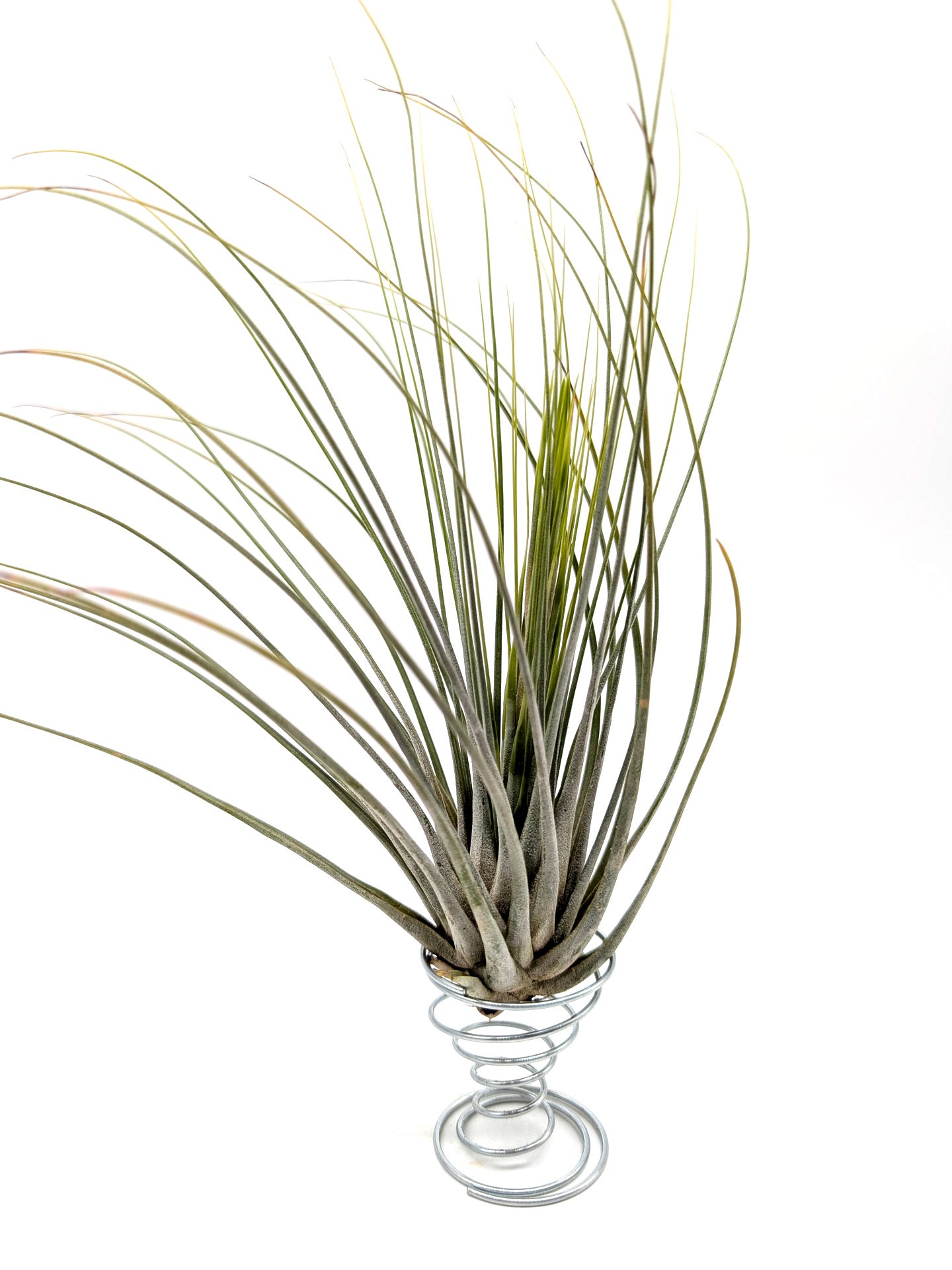 Tillandsia juncifolia