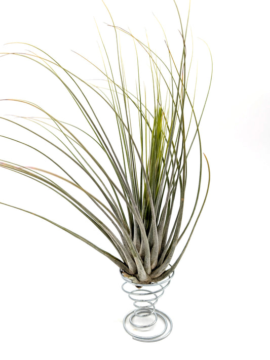 Tillandsia juncifolia