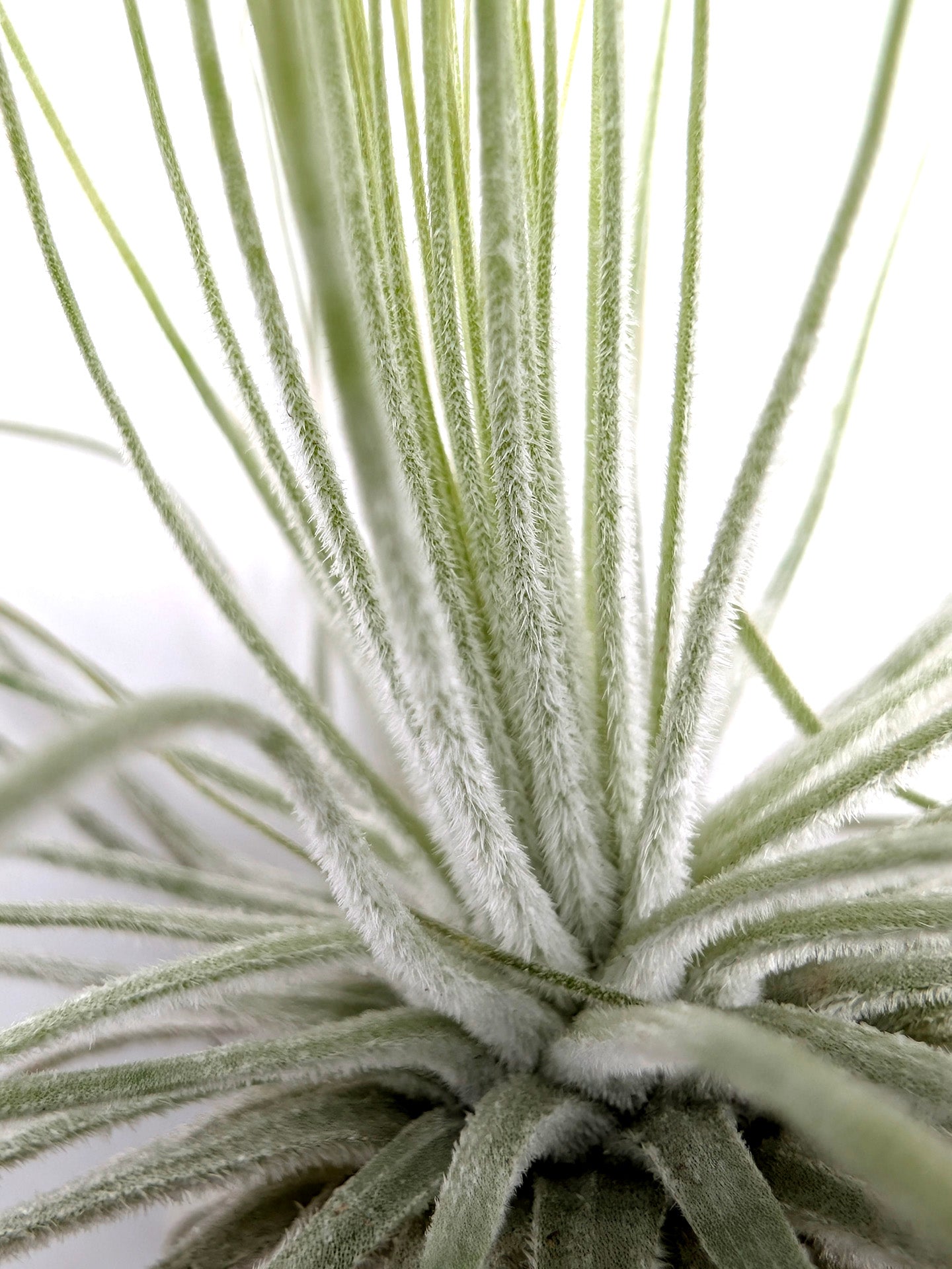 Tillandsia magnusiana