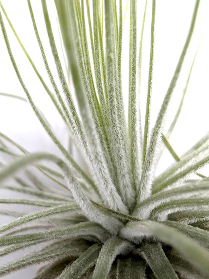 Tillandsia magnusiana