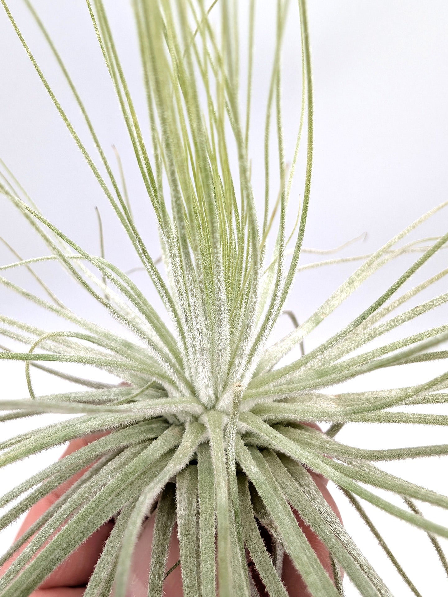 Tillandsia magnusiana