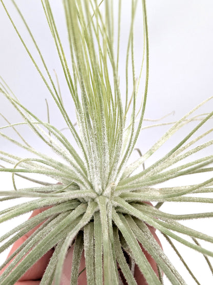 Tillandsia magnusiana