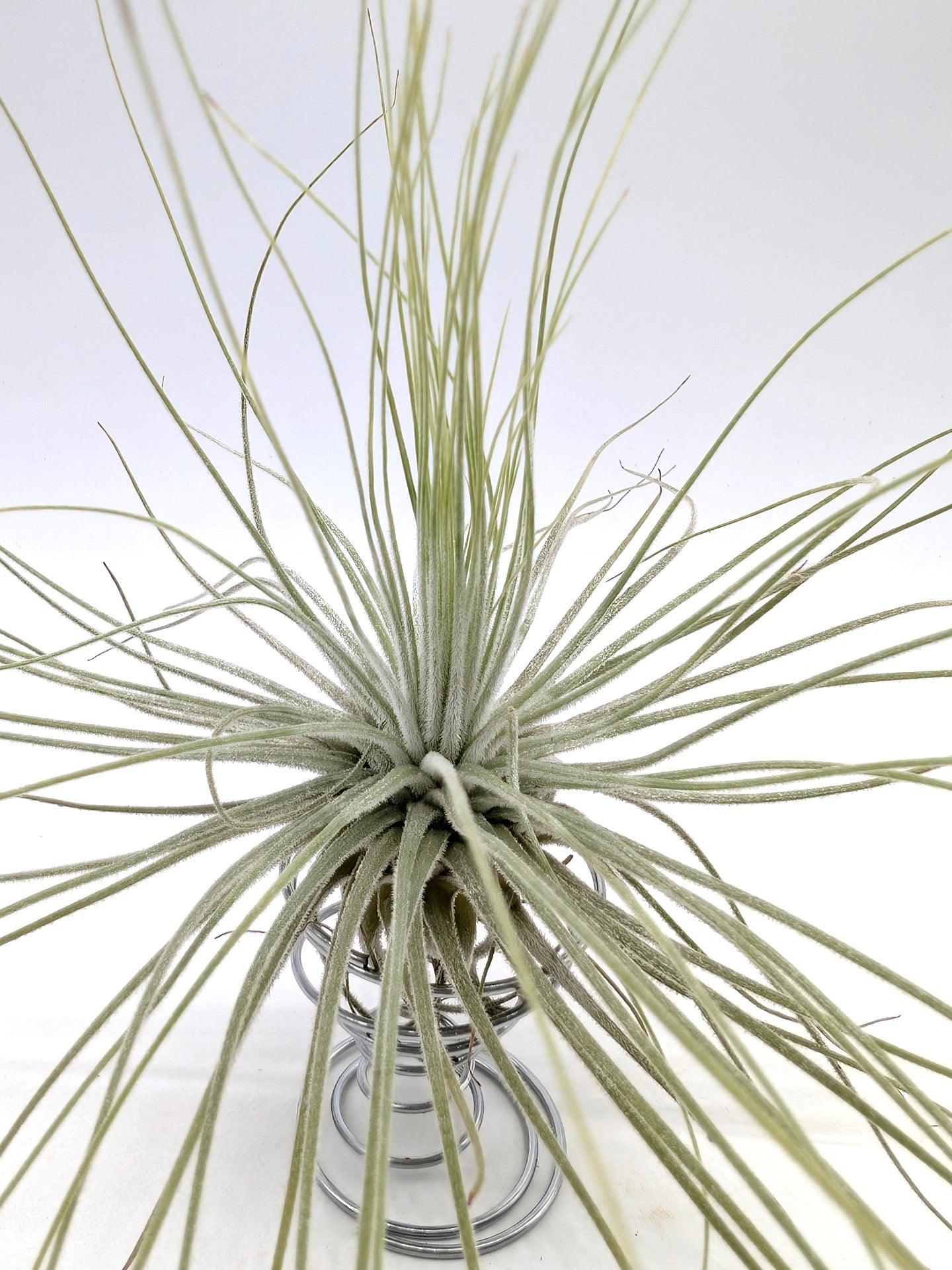 Tillandsia magnusiana