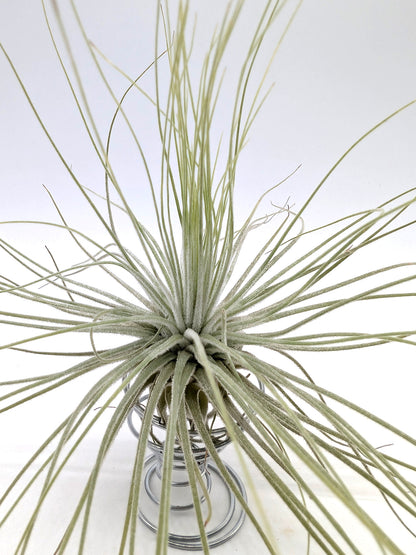 Tillandsia magnusiana