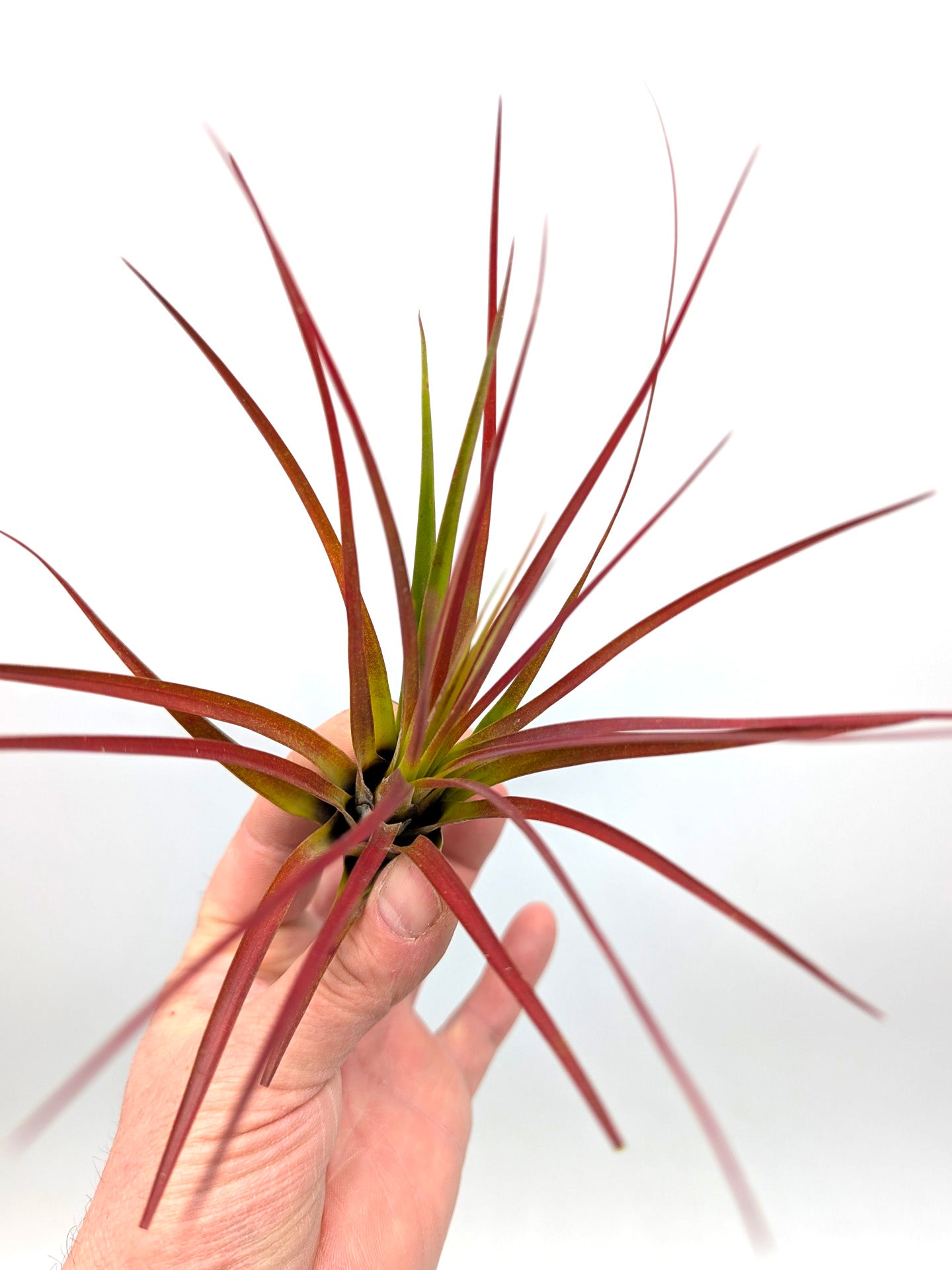 Tillandsia melanocrater "Red" Large