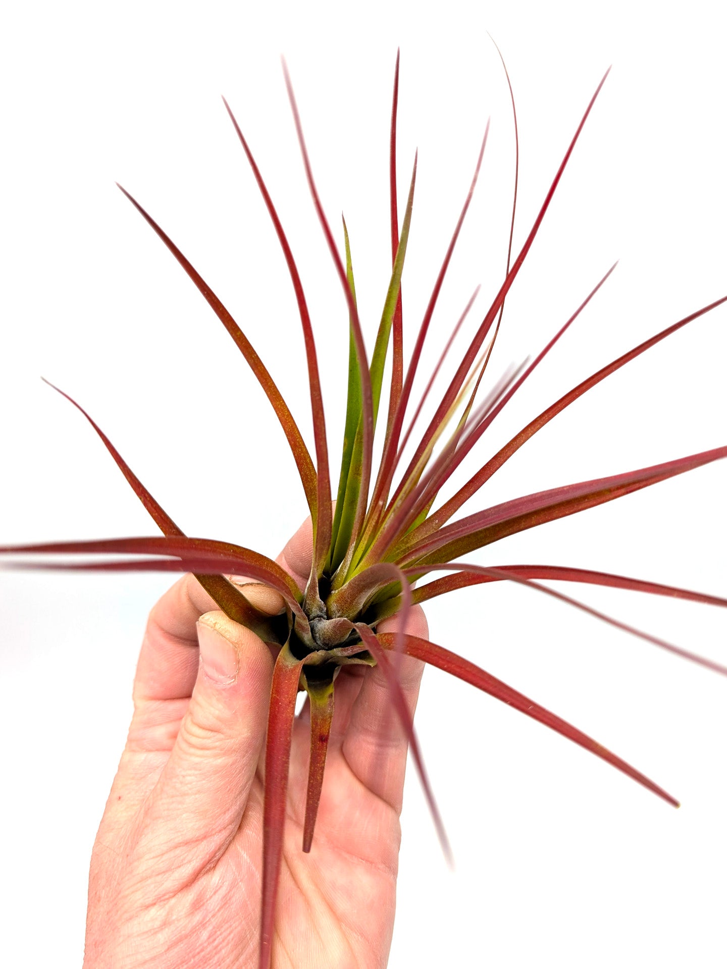 Tillandsia melanocrater "Red" Large