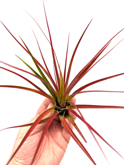 Tillandsia melanocrater "Red" Large