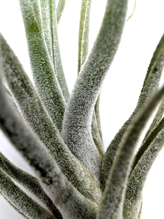 Tillandsia pruinosa