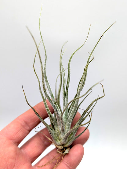 Tillandsia pruinosa