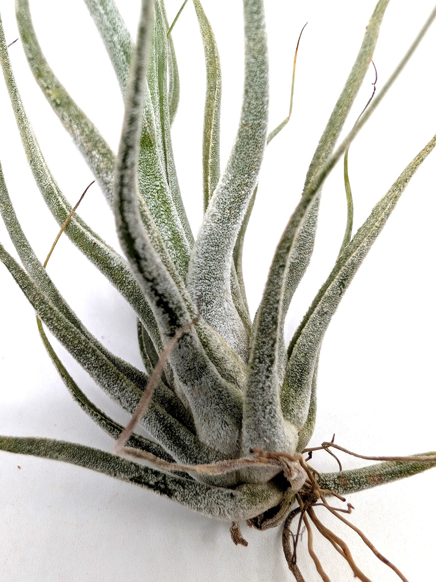 Tillandsia pruinosa
