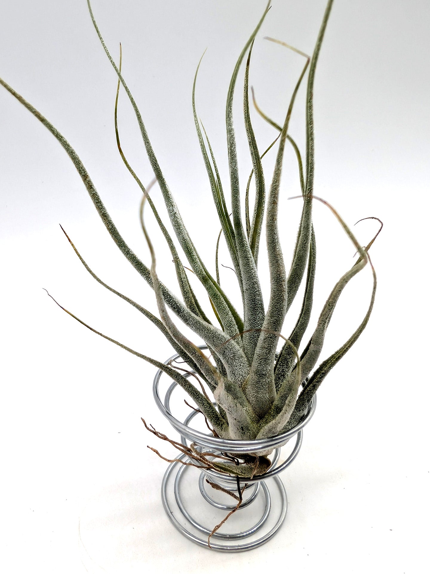 Tillandsia pruinosa