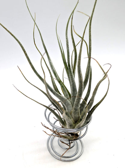 Tillandsia pruinosa