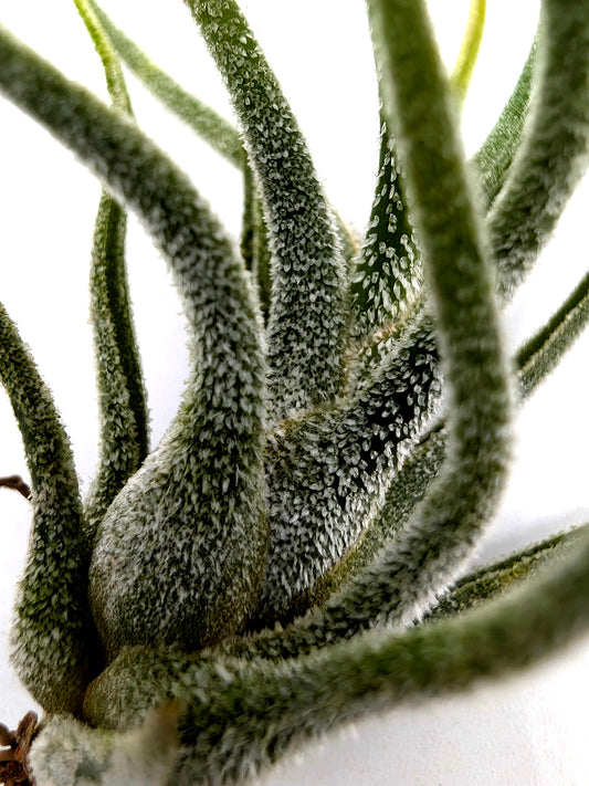 Tillandsia pruinosa "Red"