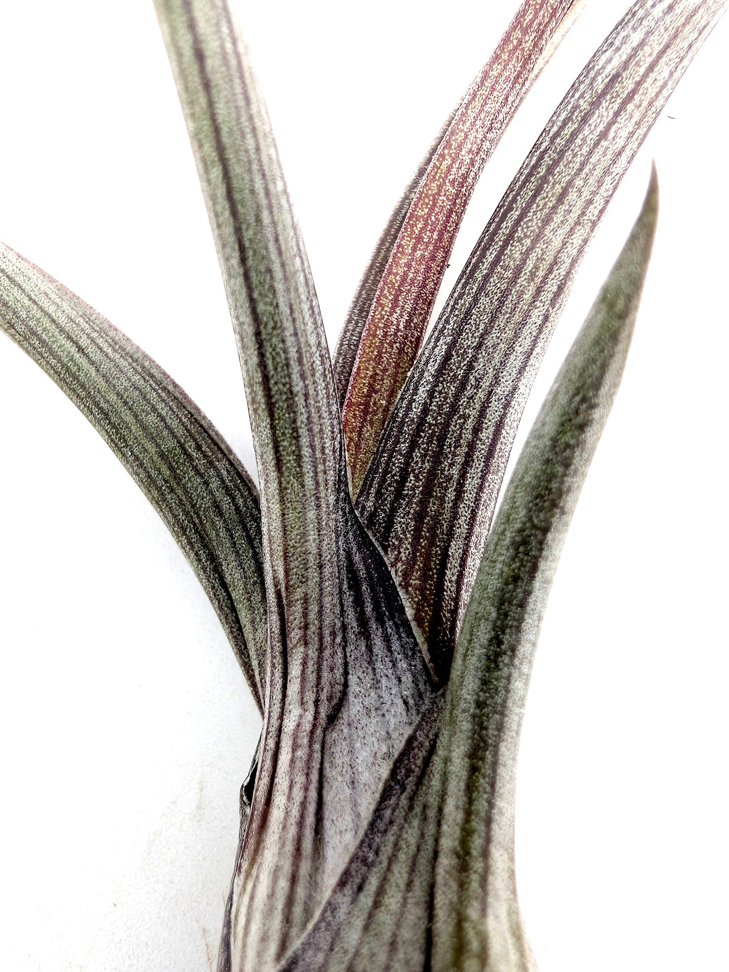 Tillandsia pseudobaileyi