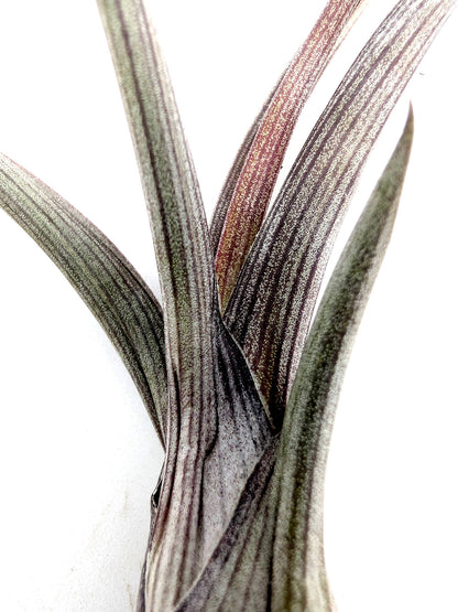 Tillandsia pseudobaileyi