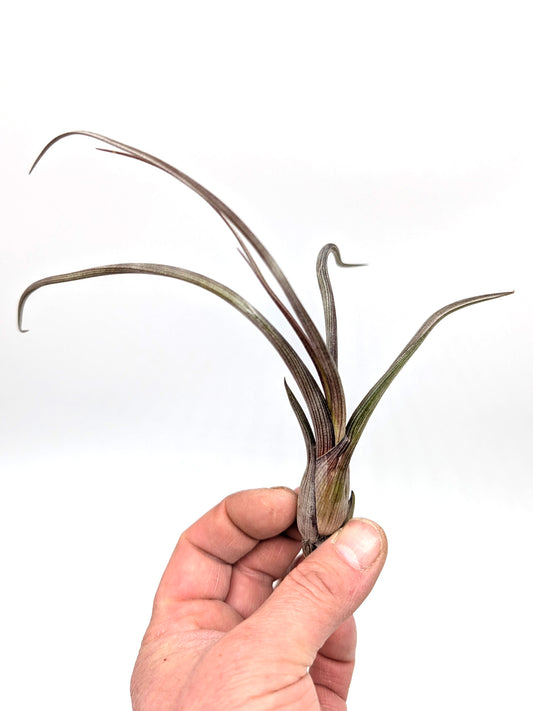 Tillandsia pseudobaileyi