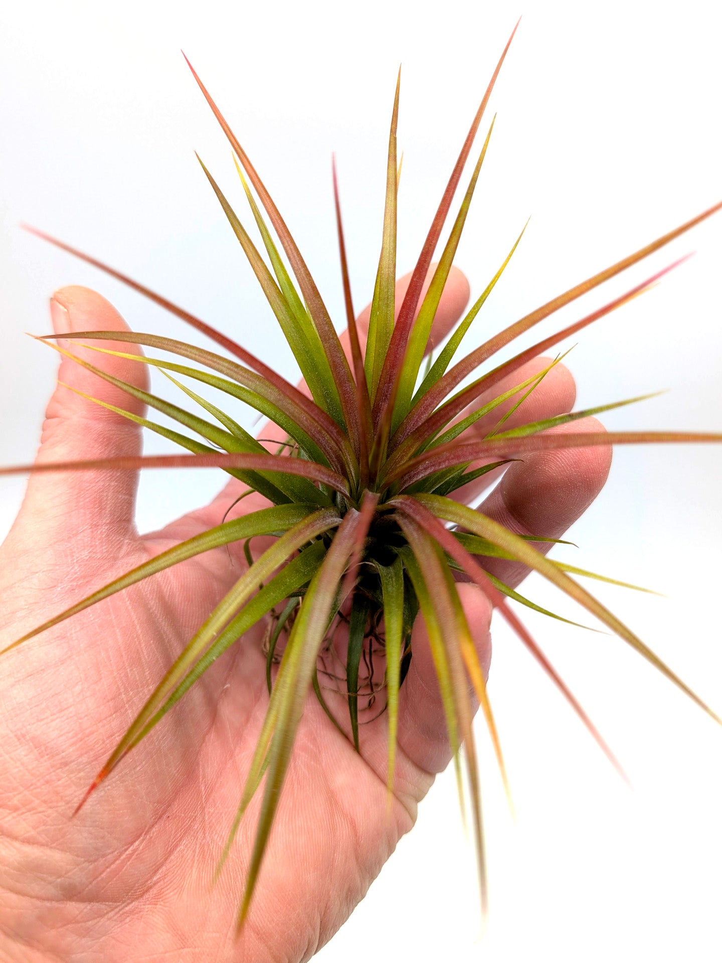 Tillandsia Rainforest "Red"