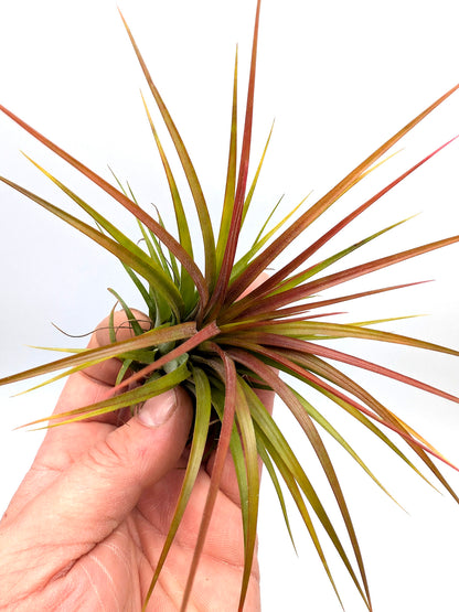 Tillandsia Rainforest "Red"