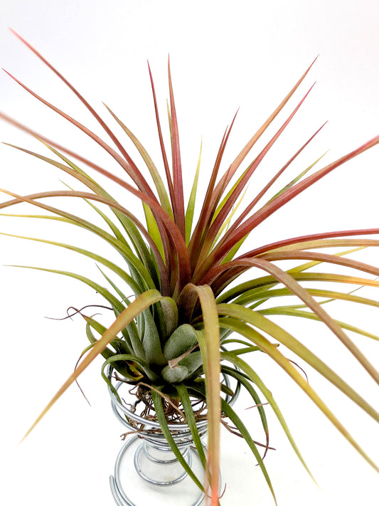 Tillandsia Rainforest "Red"
