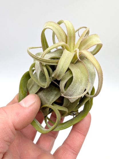 Tillandsia streptophylla