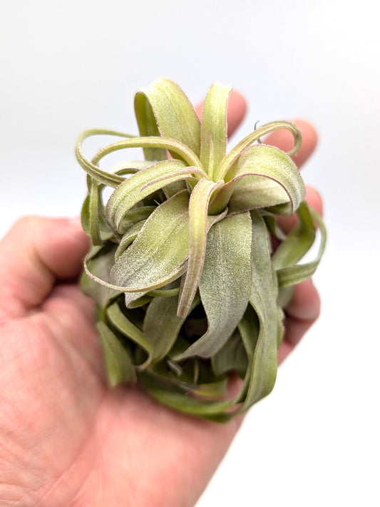 Tillandsia streptophylla