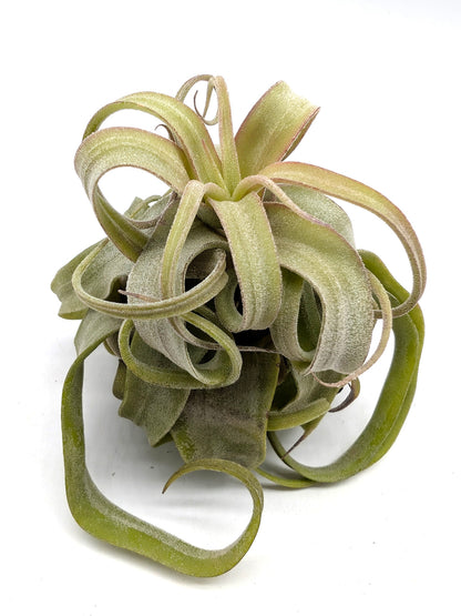 Tillandsia streptophylla
