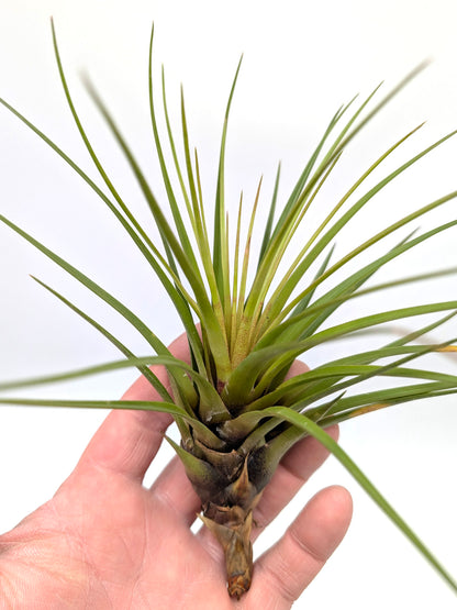 Tillandsia tricolor