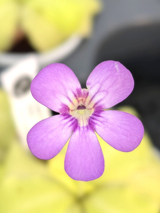 Pinguicula "Tina"