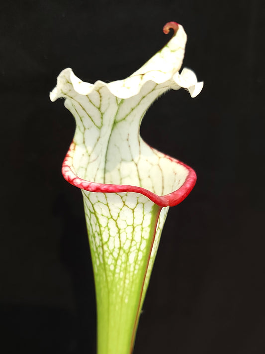Sarracenia leucophylla "Top Lady"