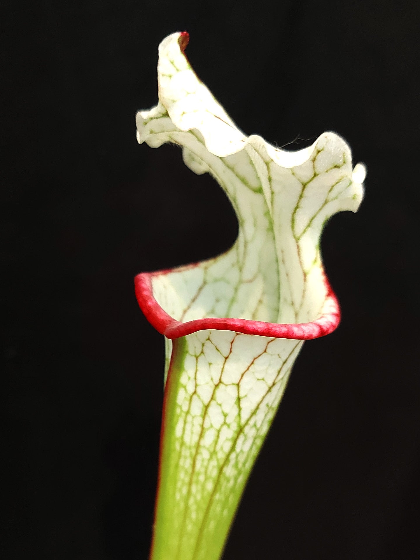 Sarracenia leucophylla "Top Lady"