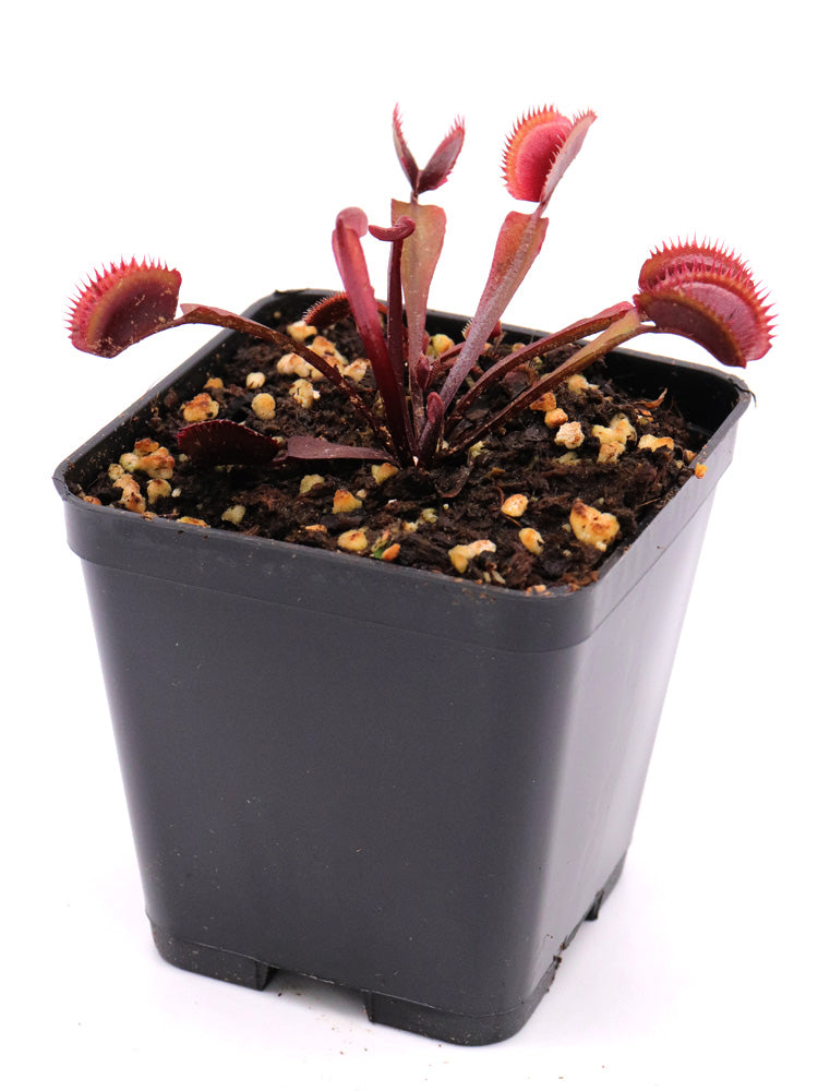 Dionaea muscipula  Trev's Red Dentate