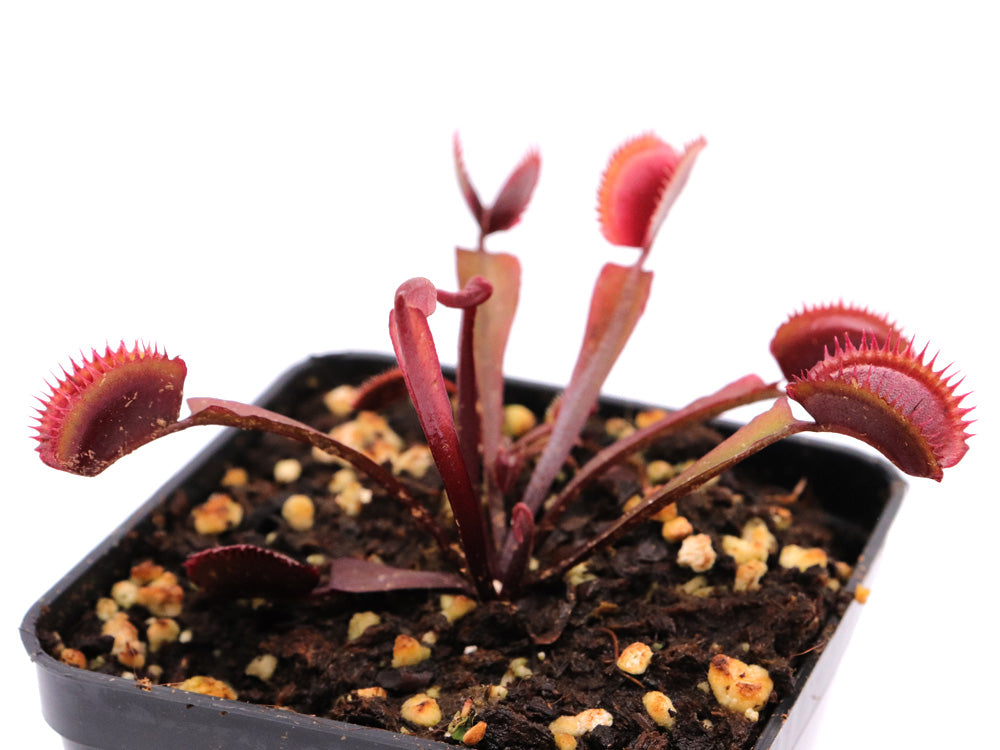 Dionaea muscipula  Trev's Red Dentate