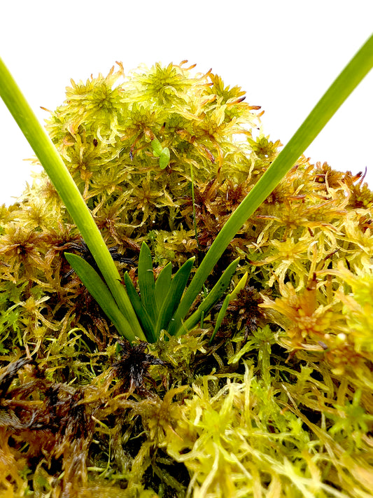 Triantha Occidentalis Klamath-Siskyiou-Region USA