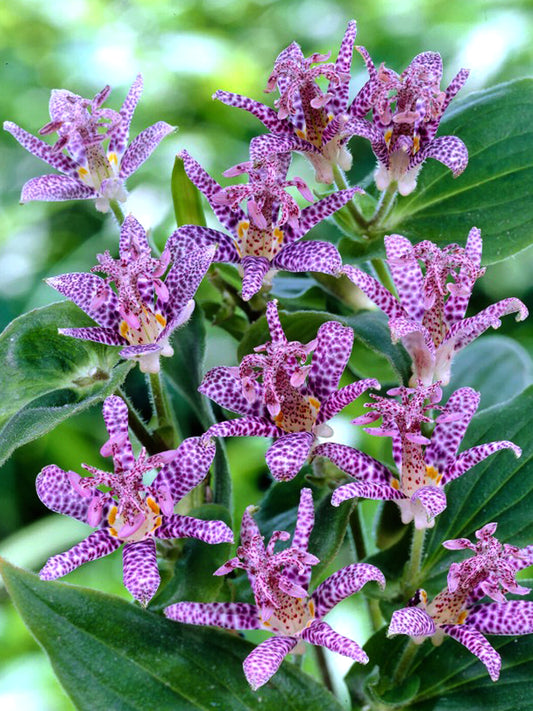 Tricyrtis hirta