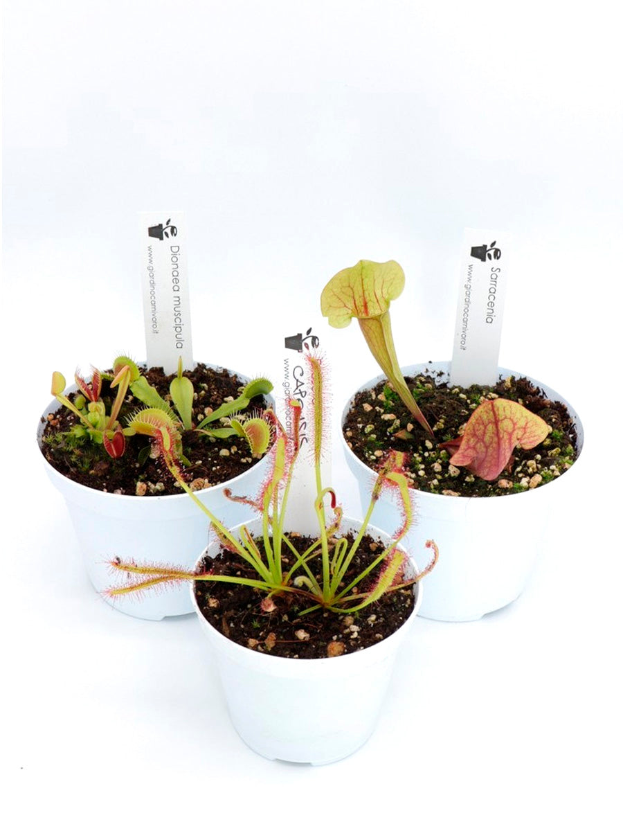 Carnivorous Tris 1