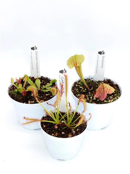 Carnivorous Tris 1