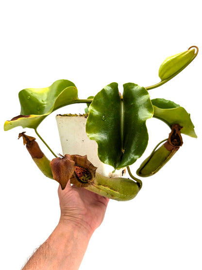 AUKTION 2: AUKTION FÜR AIPC Nepenthes truncata, Mindanao Große Größe