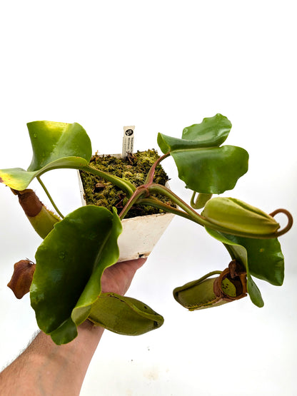 AUKTION 2: AUKTION FÜR AIPC Nepenthes truncata, Mindanao Große Größe
