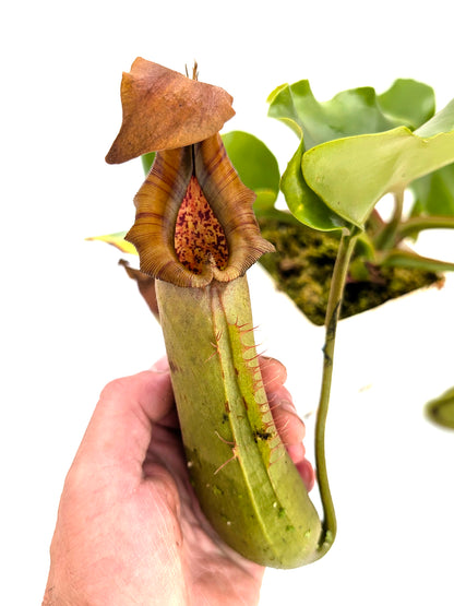 AUKTION 2: AUKTION FÜR AIPC Nepenthes truncata, Mindanao Große Größe
