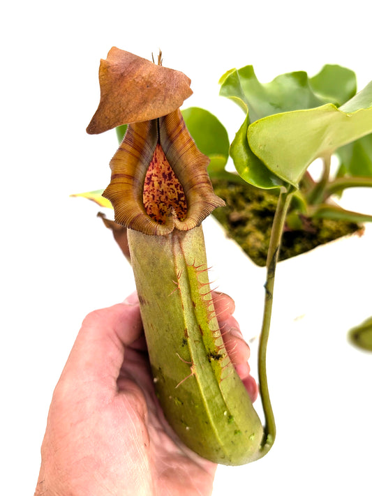 AUKTION 2: AUKTION FÜR AIPC Nepenthes truncata, Mindanao Große Größe
