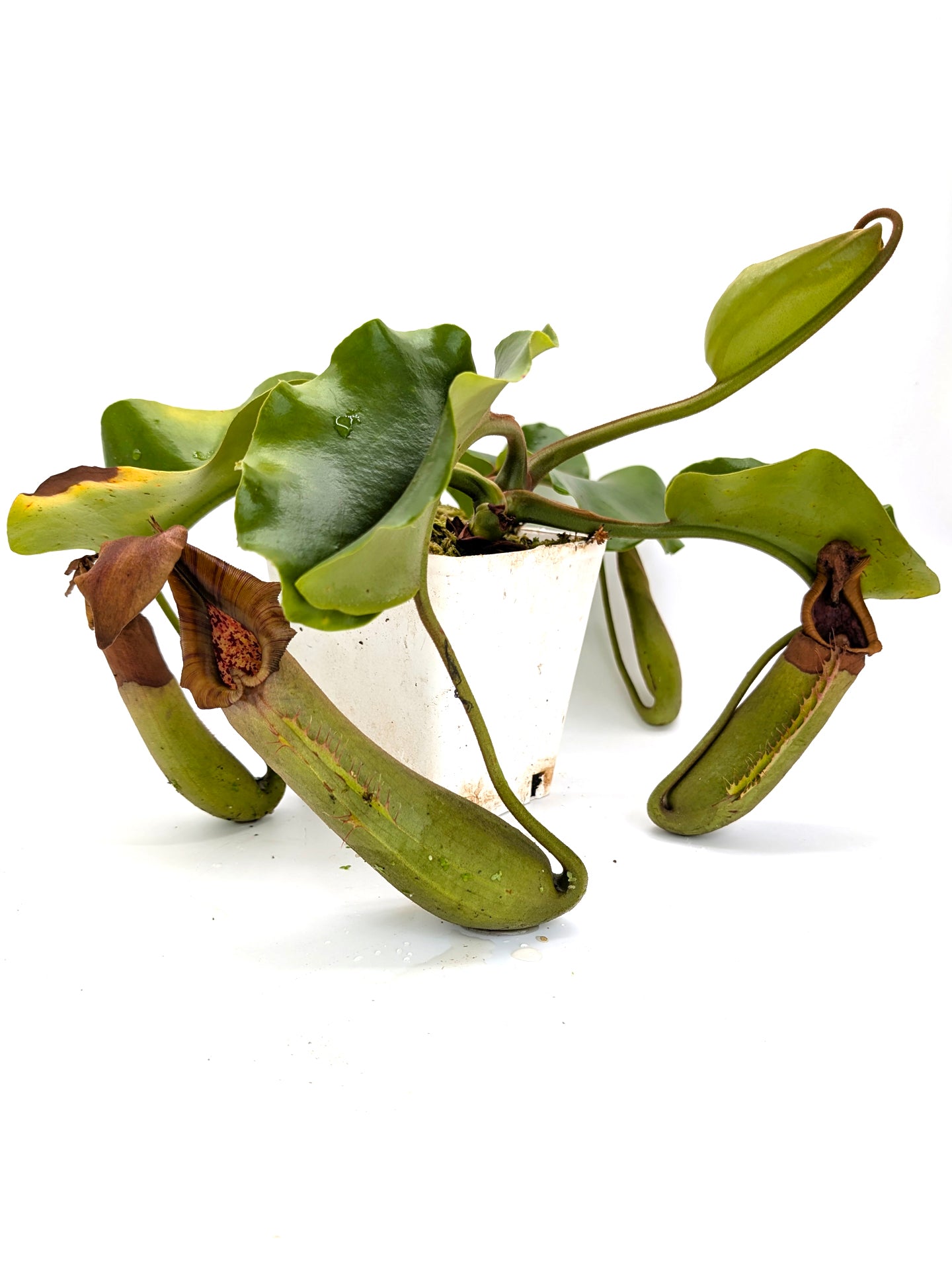 AUKTION 2: AUKTION FÜR AIPC Nepenthes truncata, Mindanao Große Größe