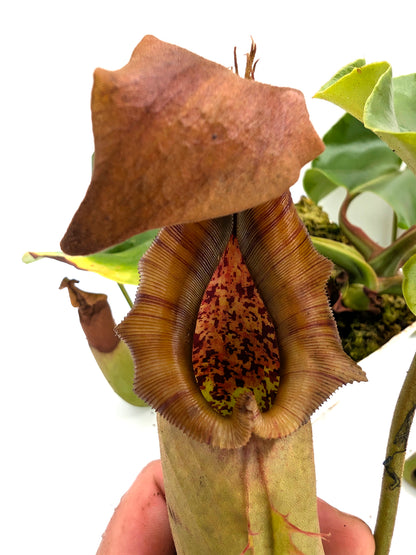 AUKTION 2: AUKTION FÜR AIPC Nepenthes truncata, Mindanao Große Größe