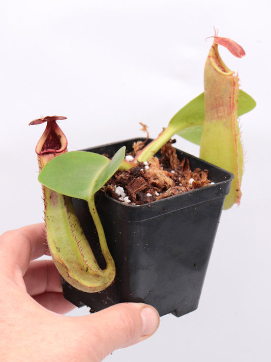 Nepenthes truncata, lowland