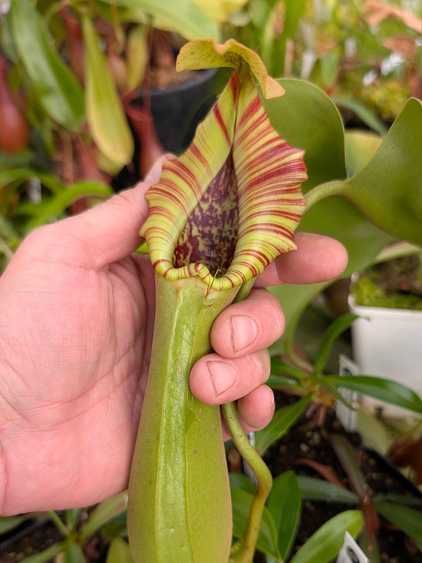 Nepenthes truncata Mindanao, Philippines M – Giardino Carnivoro